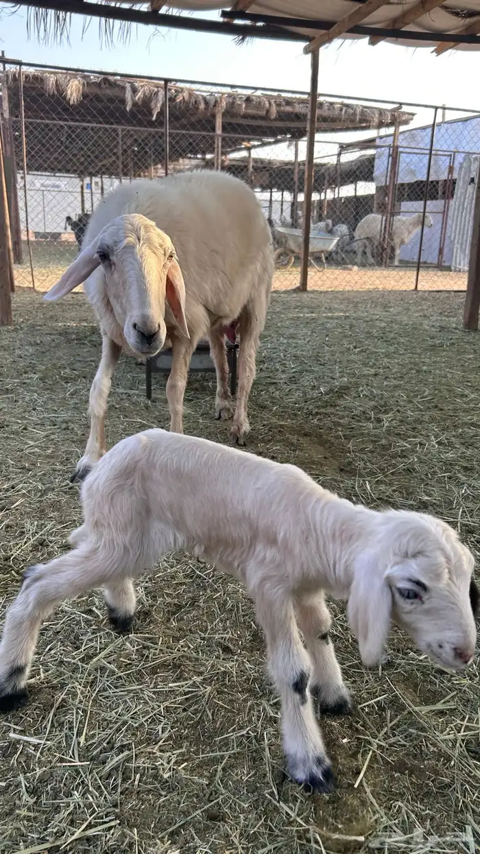 متابيع صفر صنف 2