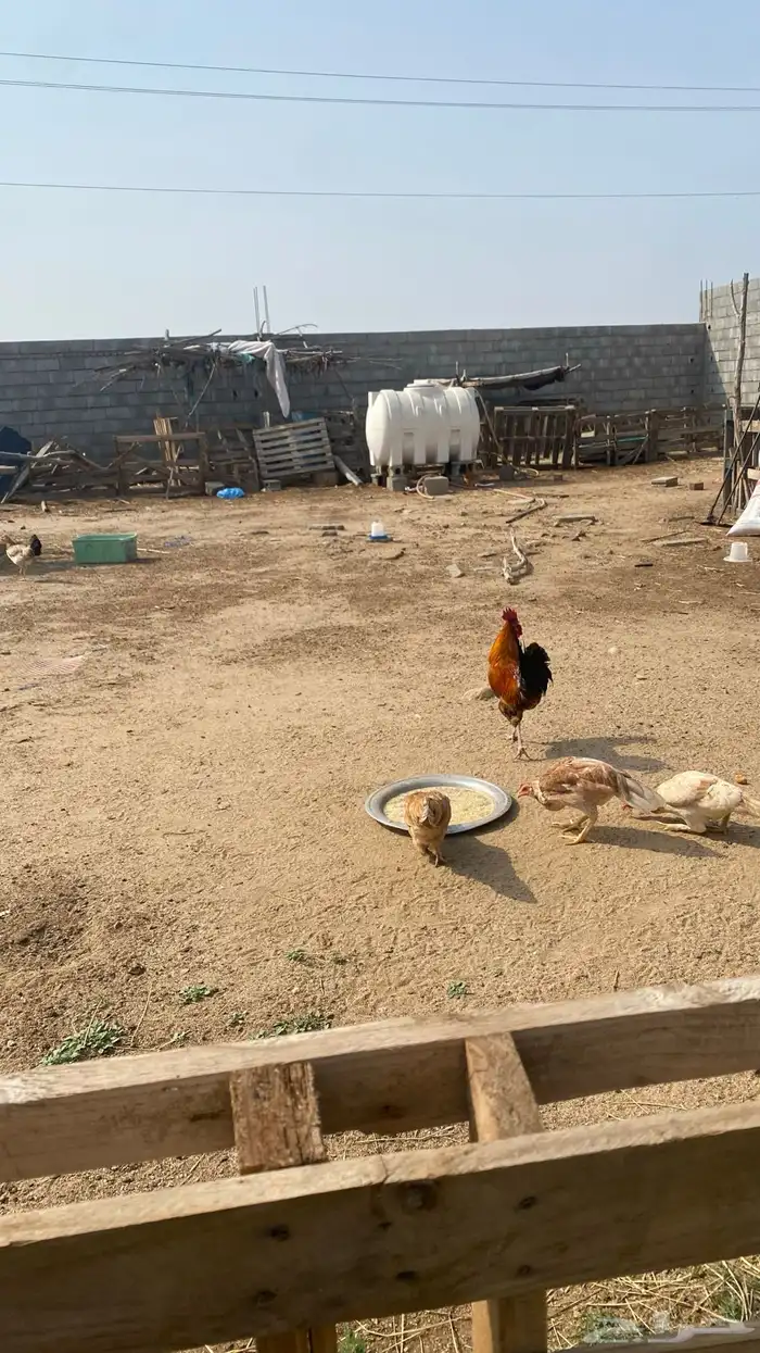 ديك بلدي شرط 1