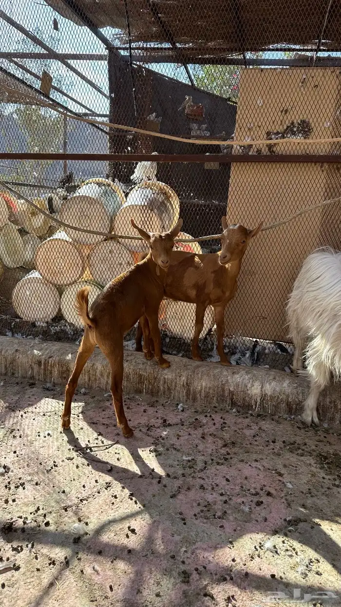 تيوس للبيع 1