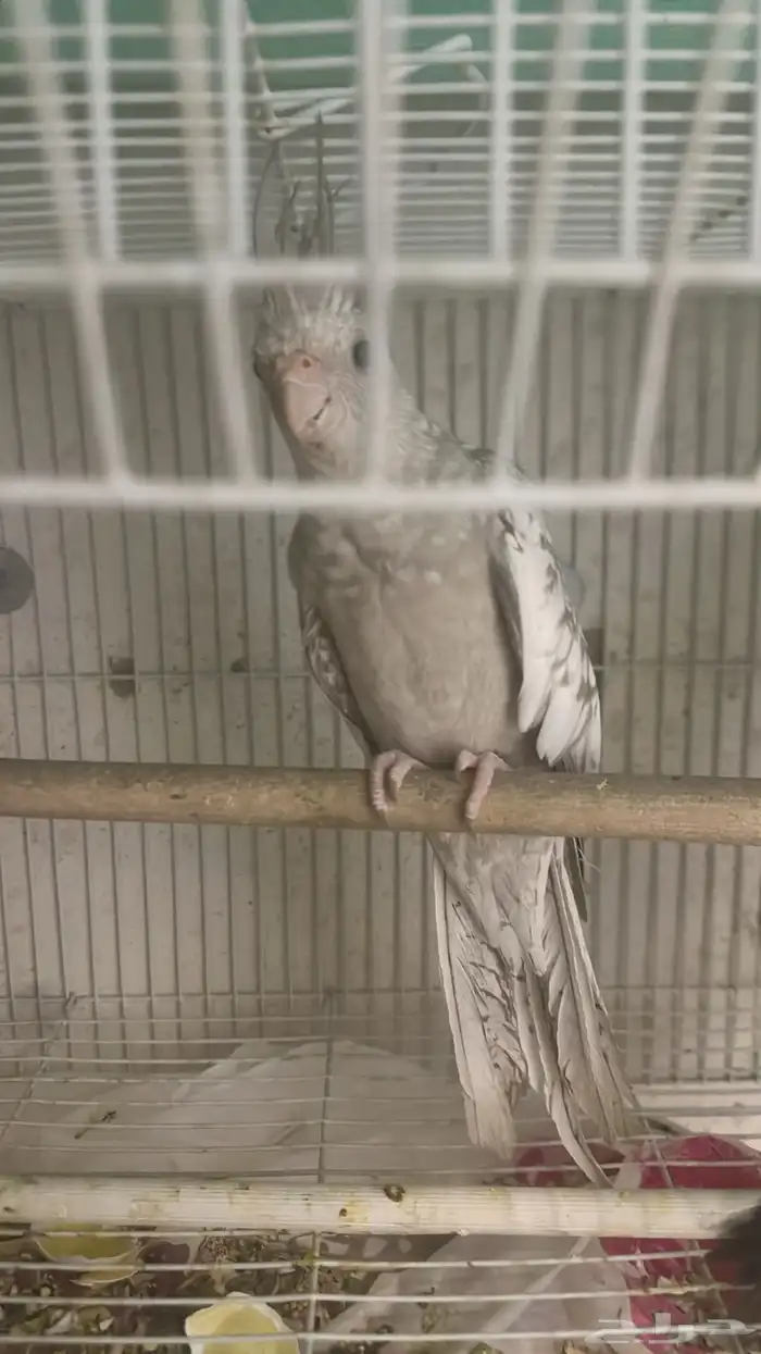 زوج كروان هولندي 2