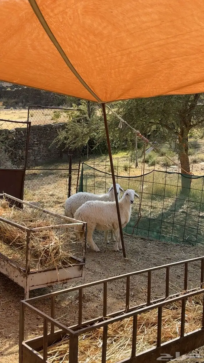 طلي ورخله للبيع مقفله شحم ولحم 3