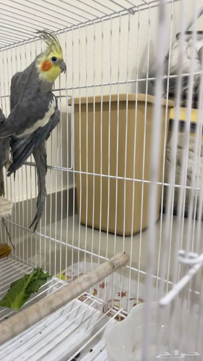 طيور زوج كروان 2