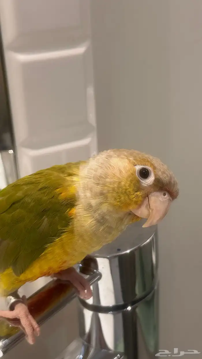 ببغاء كنيور أناناس للبيع 1