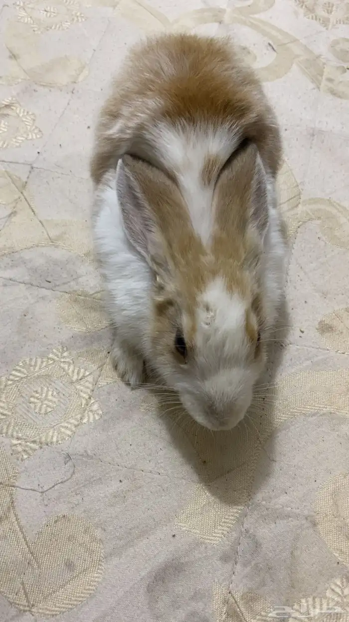 ارنب اليف يصلح للصغار ويحب اللعب 4