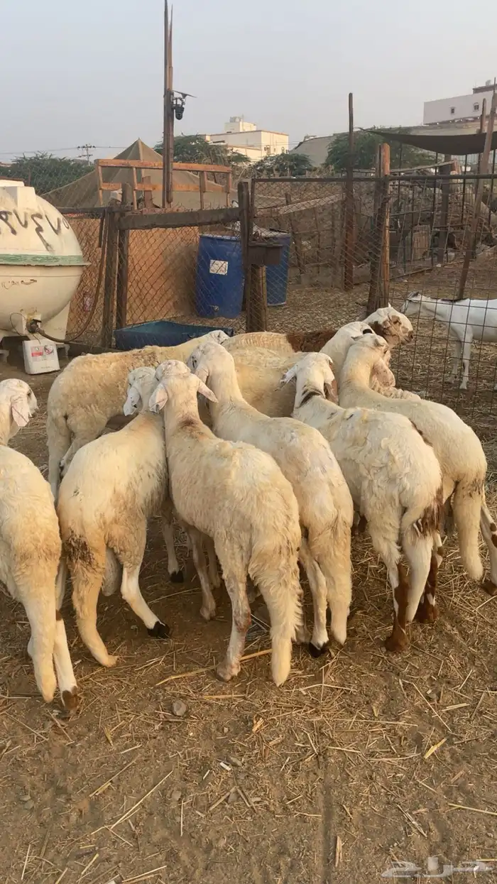 للبيع 10 سواكني دمازين ابيض 0