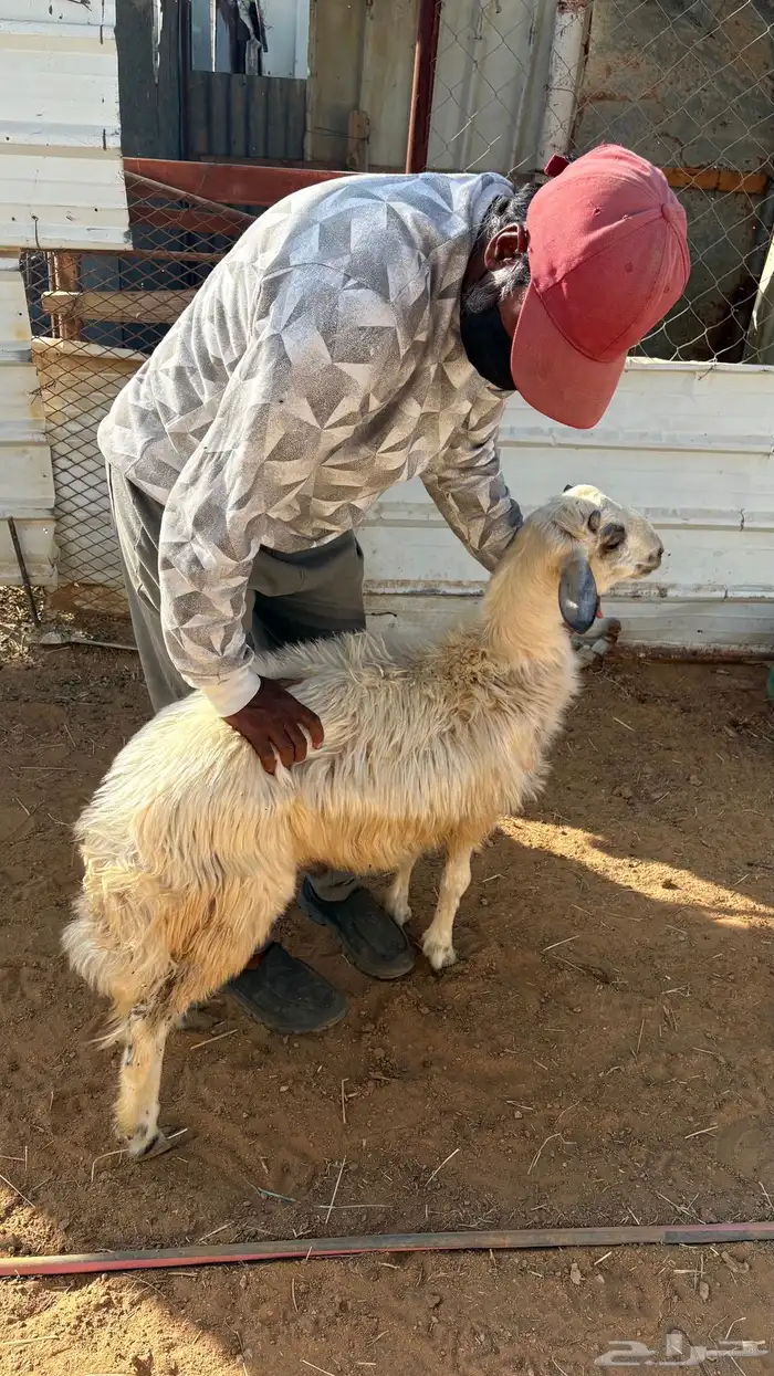 للبيع خروف كفو الكفو سمين 3