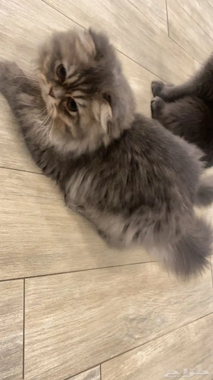 قطط للتبني عمر ست شهور ذكر واحد فقط 10 شهور 8