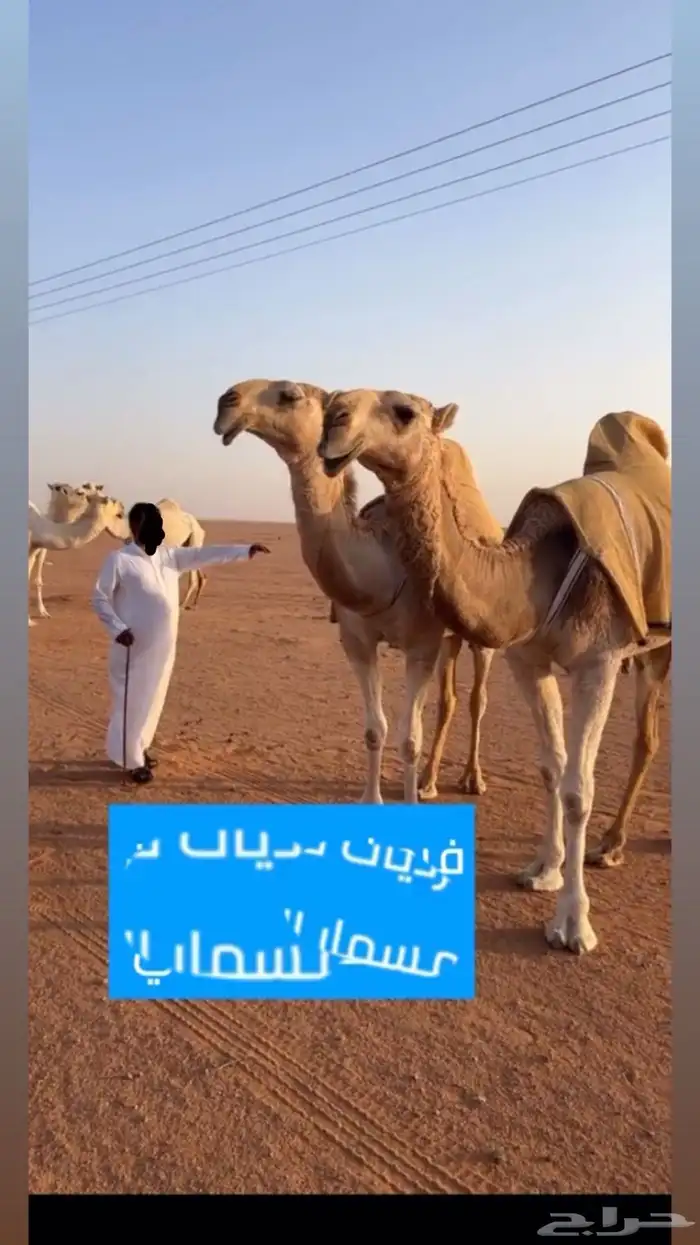 قعود اوضح رماني 5