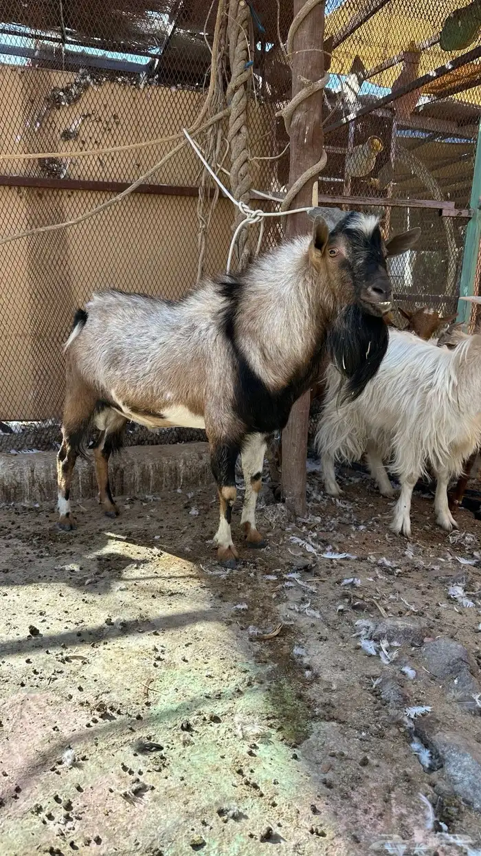 تيوس للبيع 6