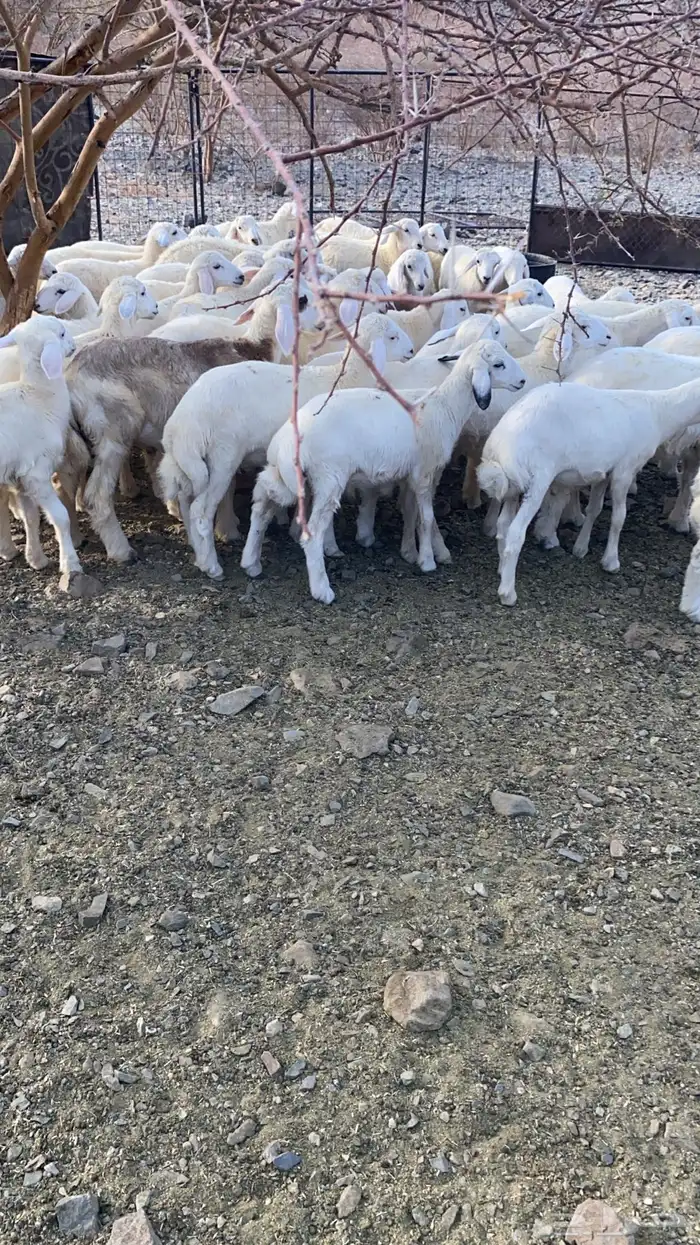 السلام عليكم اعرضلكم طليان . العدد 41فيها 7 رحال 0