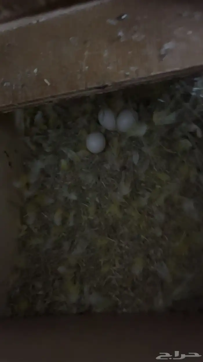 زوج روز منتج تحتو 3 بيضات 1