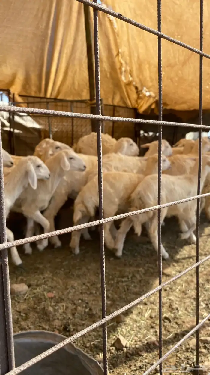 العدد عشرين 14رخال والباقي طليان العمر سته اشهر 2