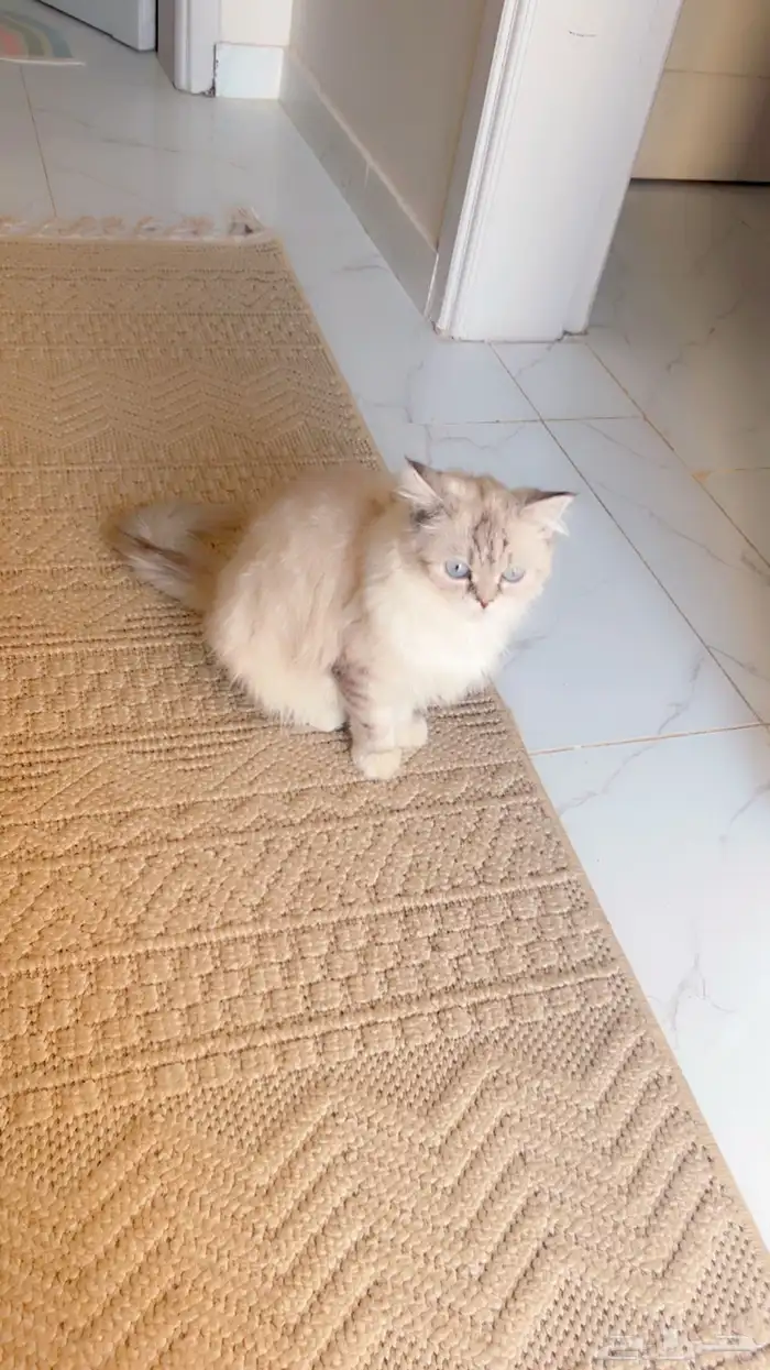 قطه شيرازي 1