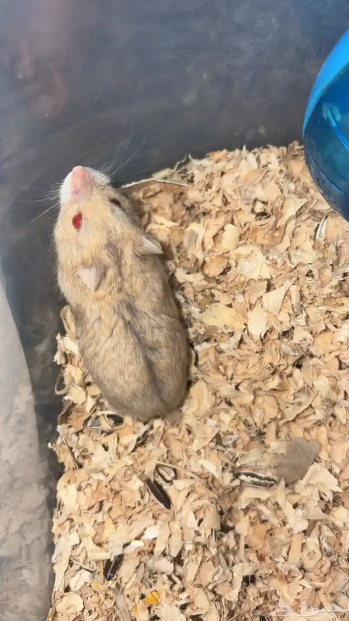 همستر للبيع 0