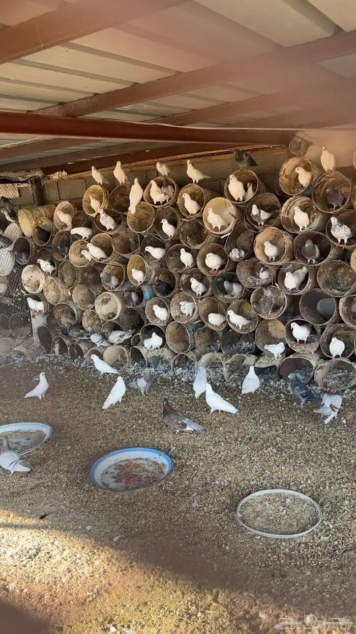 دجاج فيومي وحمام فرنسي وبلدي 7