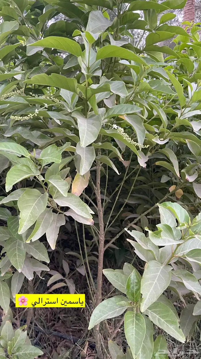 شتلات ياسمين استرالي تتحمل الحر 4