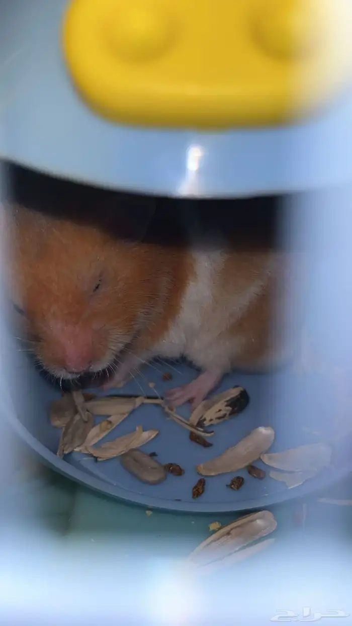 هامستر للبيع 0