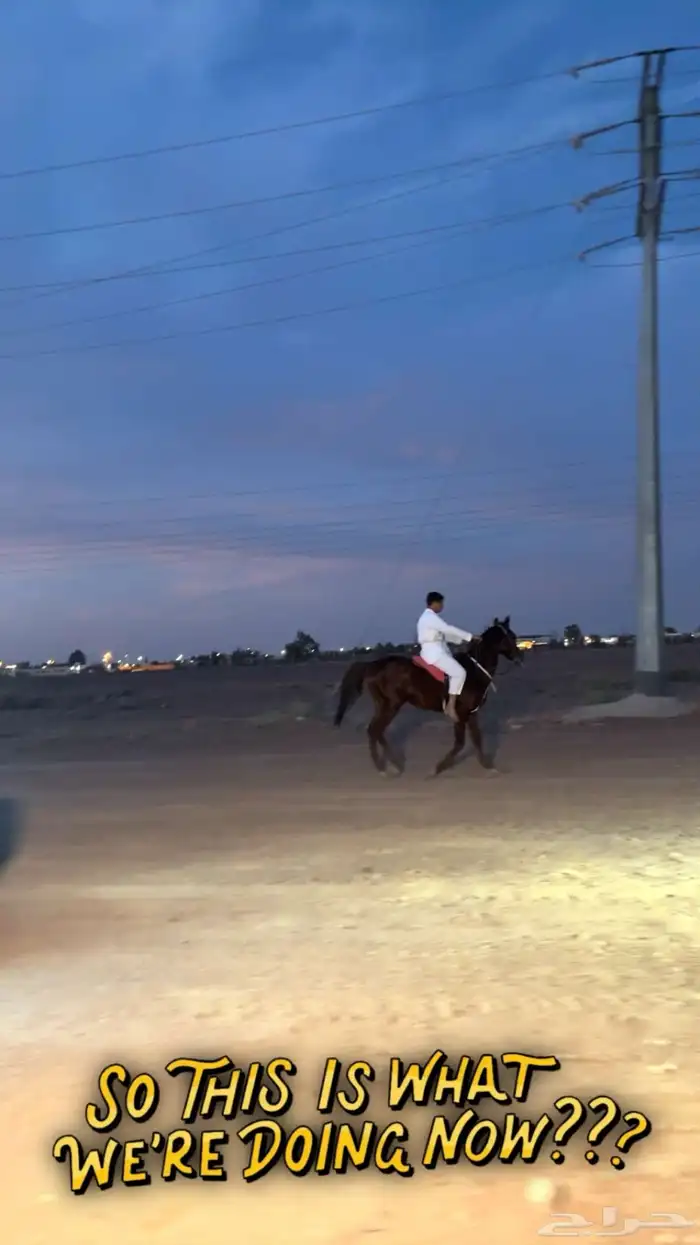 حصان الون احمر 1