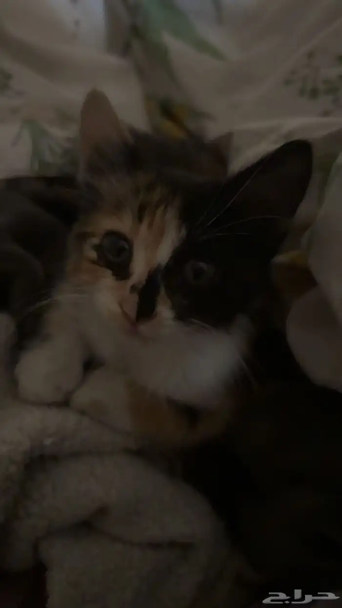 قطة تبني كاليكو شهرين ونص 2