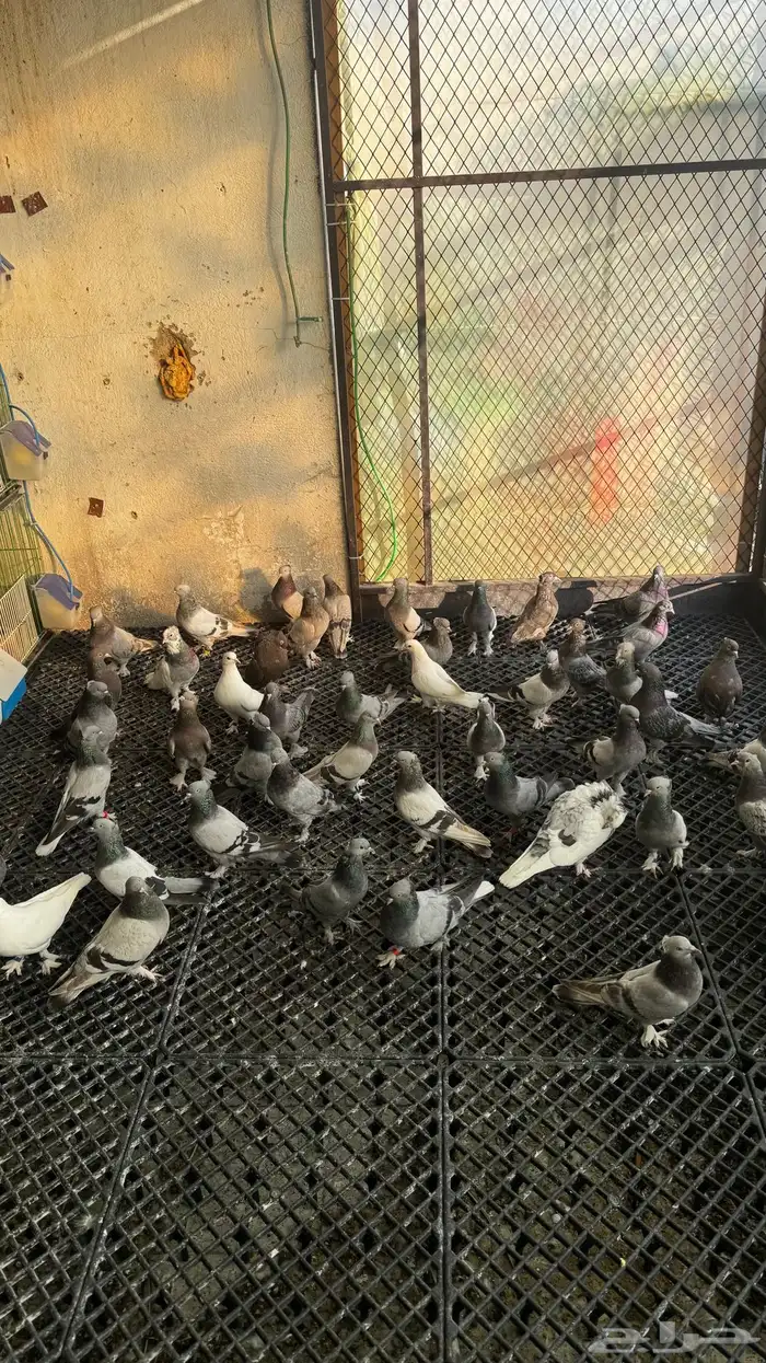 للبيع حمام تركي 0