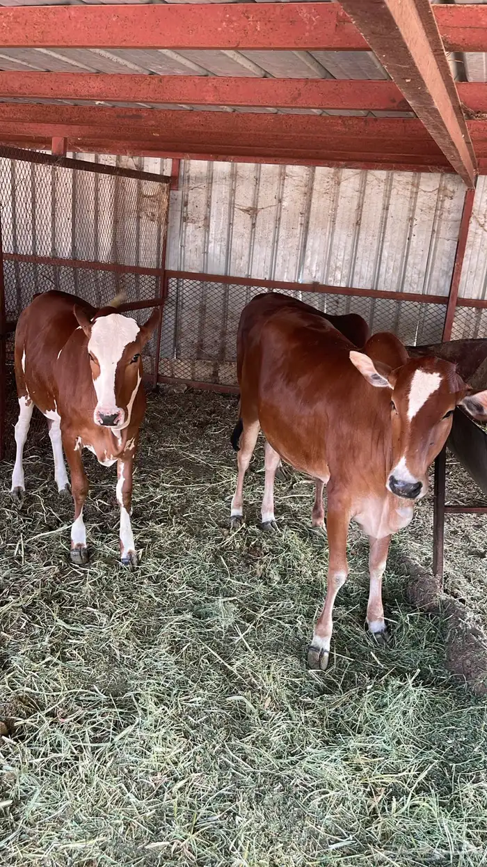 حسلان للبيع 4