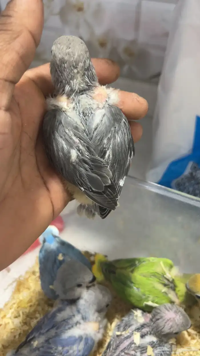 فروز روز غر 3