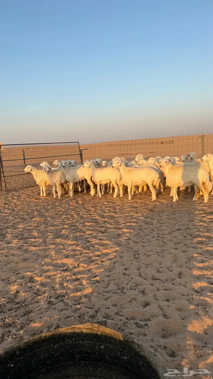 رخال جذعات حريات صنف فاخرر للي يبي الصنف 17