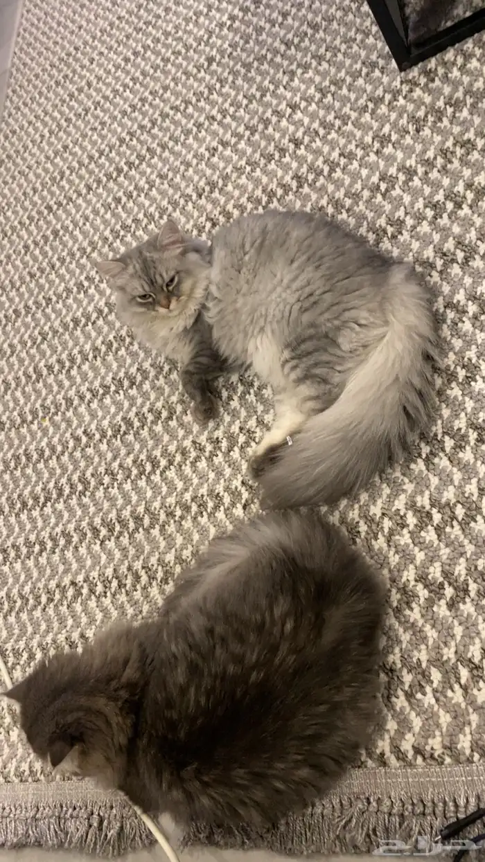 قطط للتبني عمر ست شهور ذكر واحد فقط 10 شهور 3