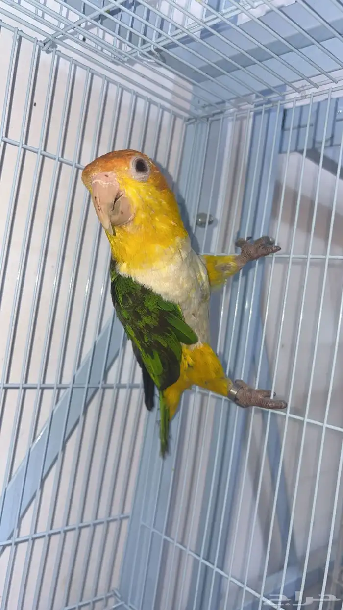 انثى كايك وايت بلي 1