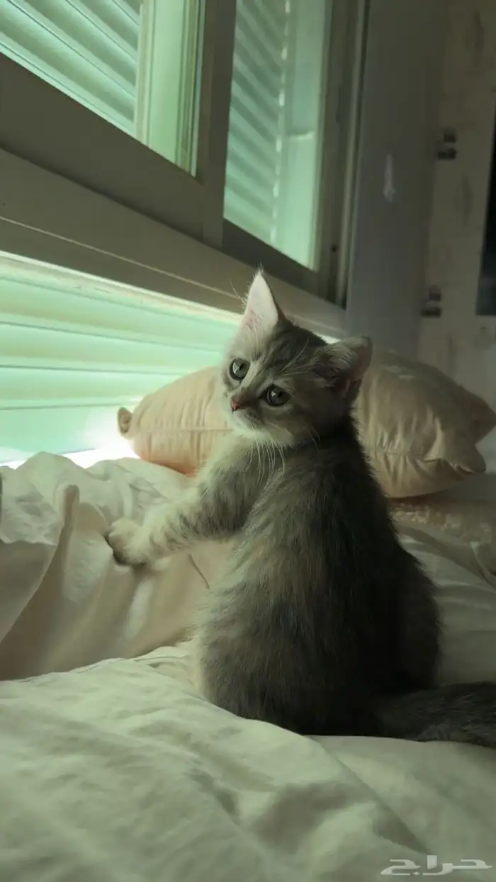 قطه صغيره اليفه معها كامل اغراضها 0