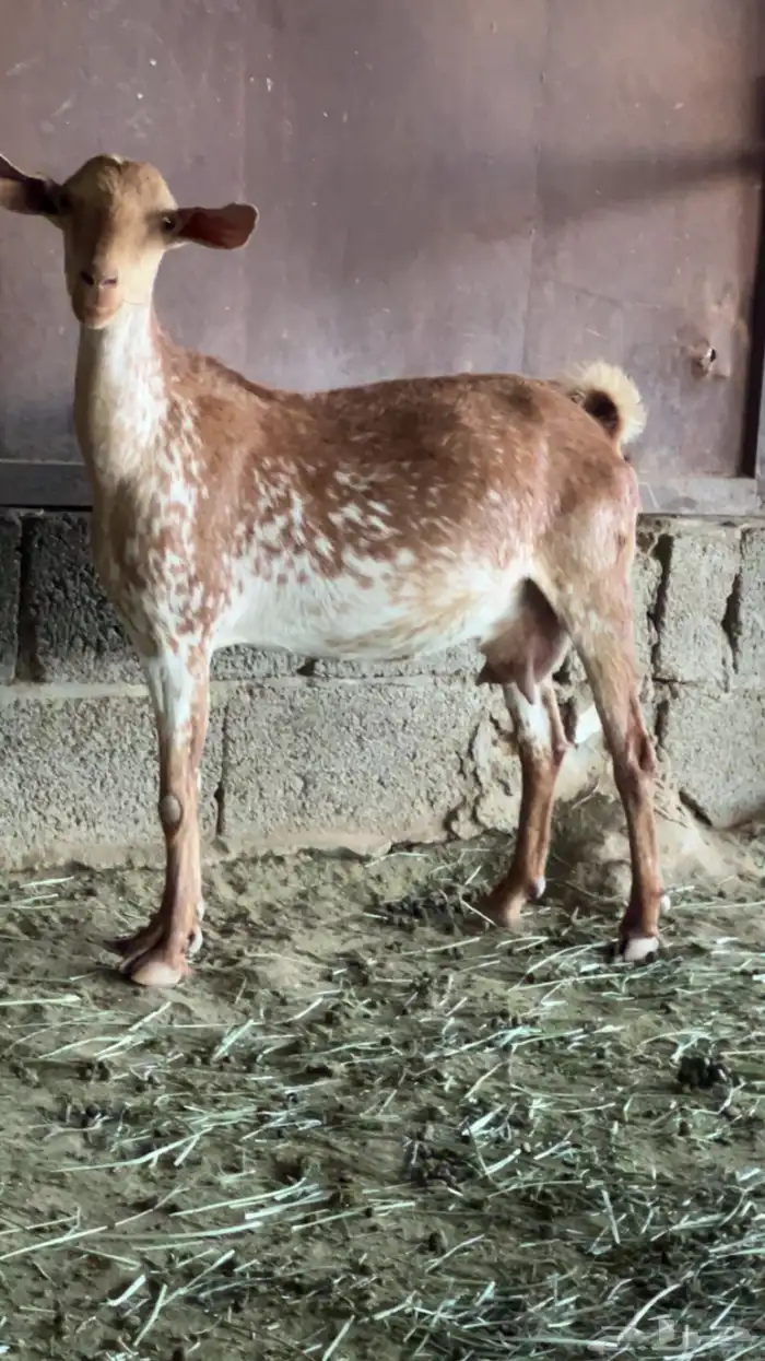 عنزين تحتها عناقين السن رباع والديد والصحه شرط 1