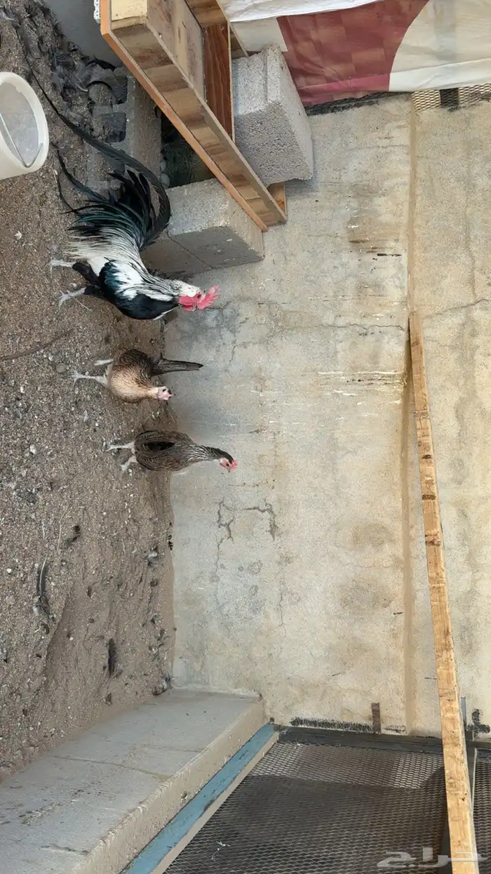 طقم دجاج فينكس 4