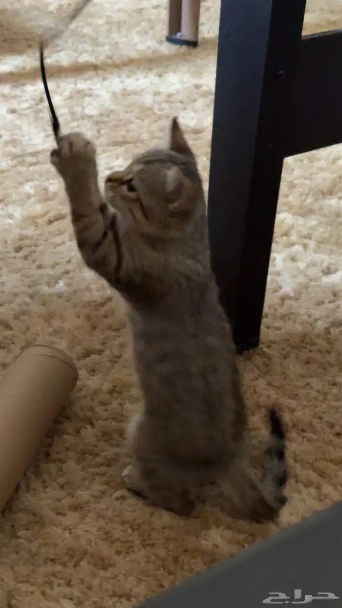 تبني قطوتين 4