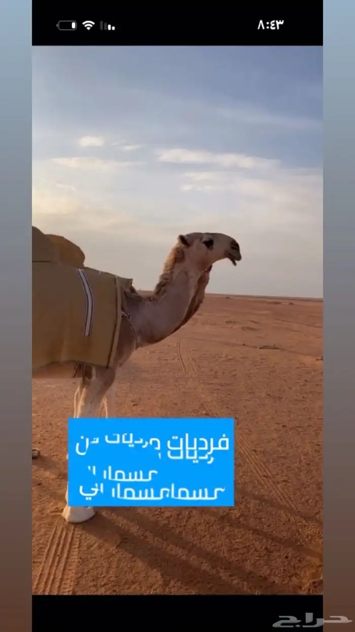 قعود اوضح رماني 4