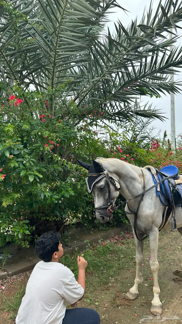 حصان شعبي قفز 5