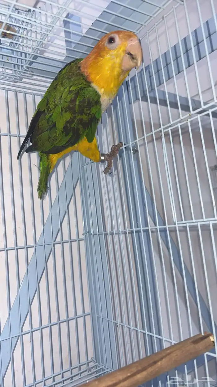 انثى كايك وايت بلي 0