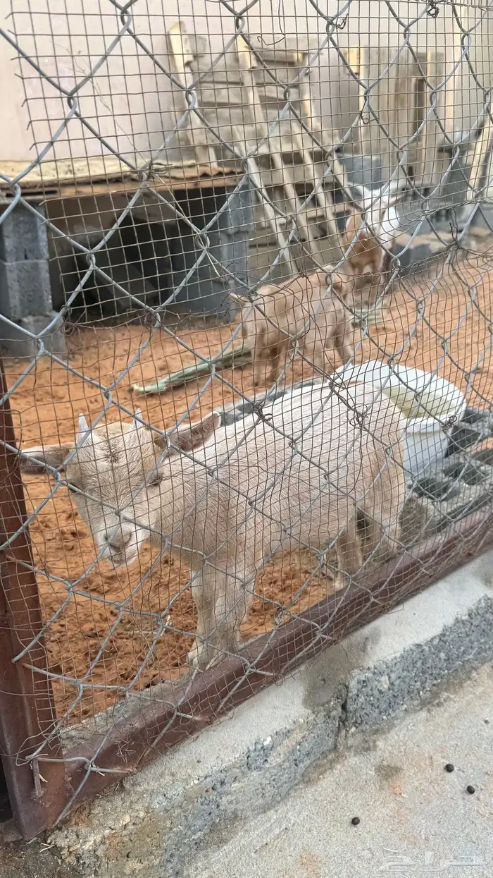 ماعز قزم للبيع العدد 6 7