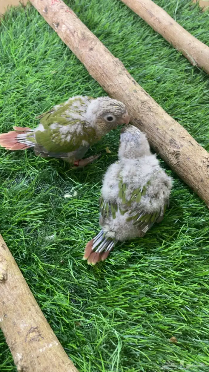 فروخ كنيور ( تم البيع ) 3