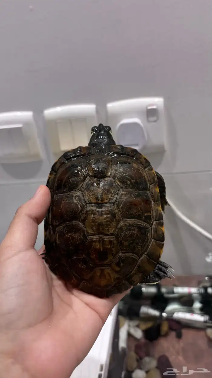 سلاحفه للبيع 1