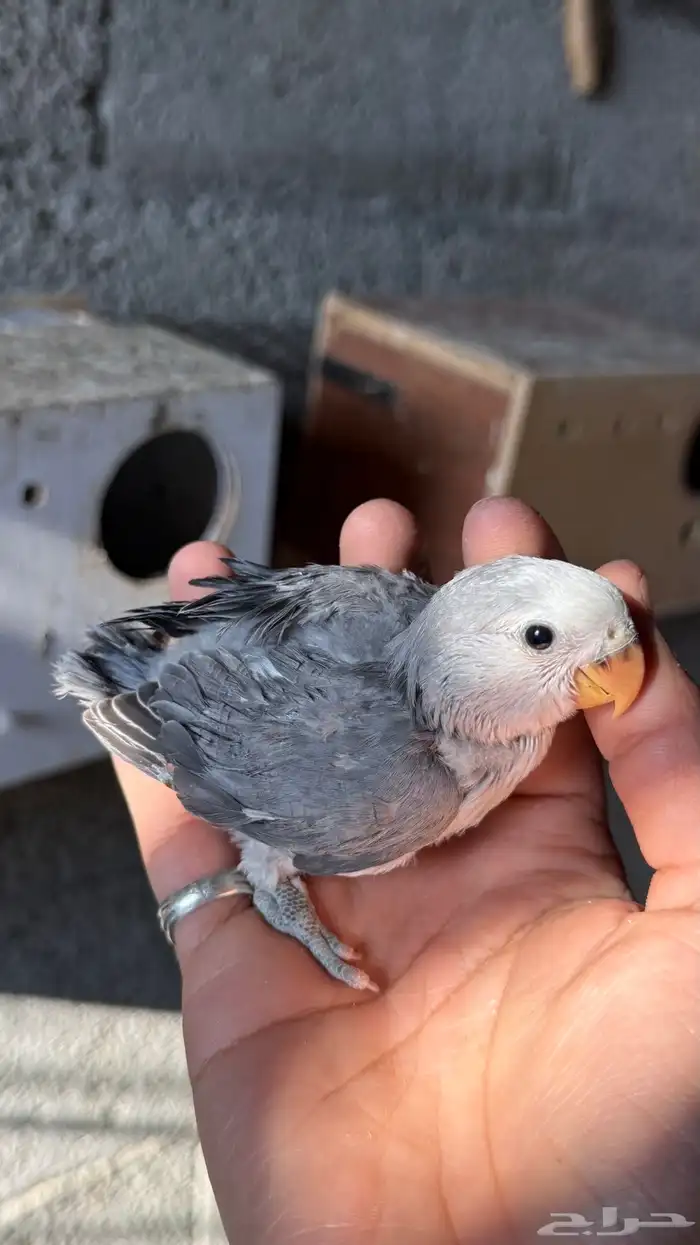 للبيع فروخ روز 5