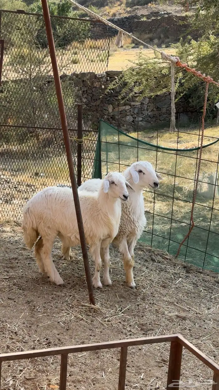 طلي ورخله للبيع مقفله شحم ولحم 1