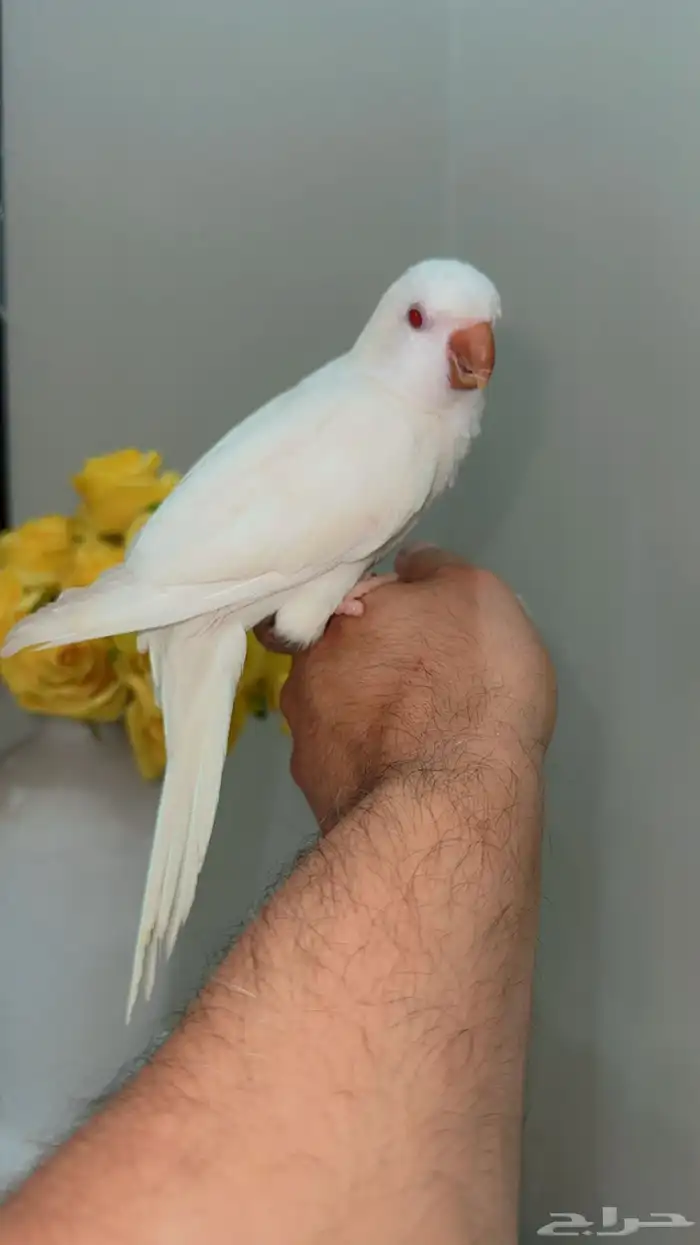 كويكر الراهب اليف ومتكلم 2