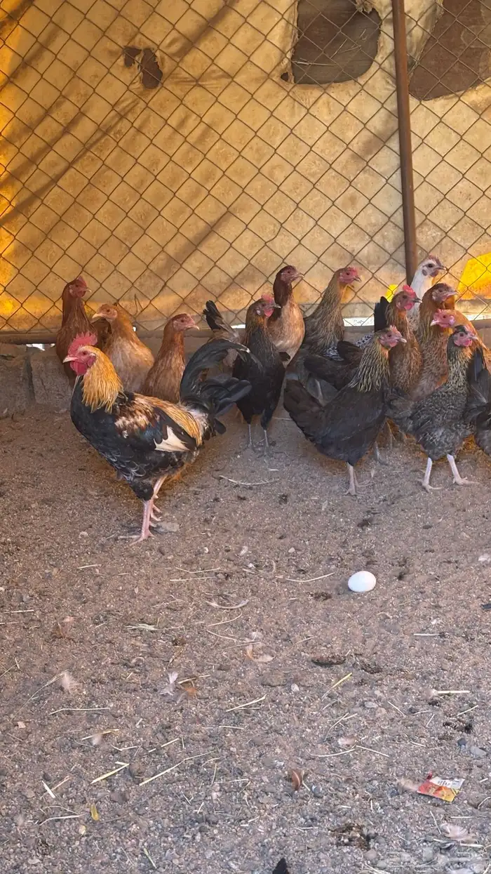 دجاج بلدي حضان بياض على الشرطط 0