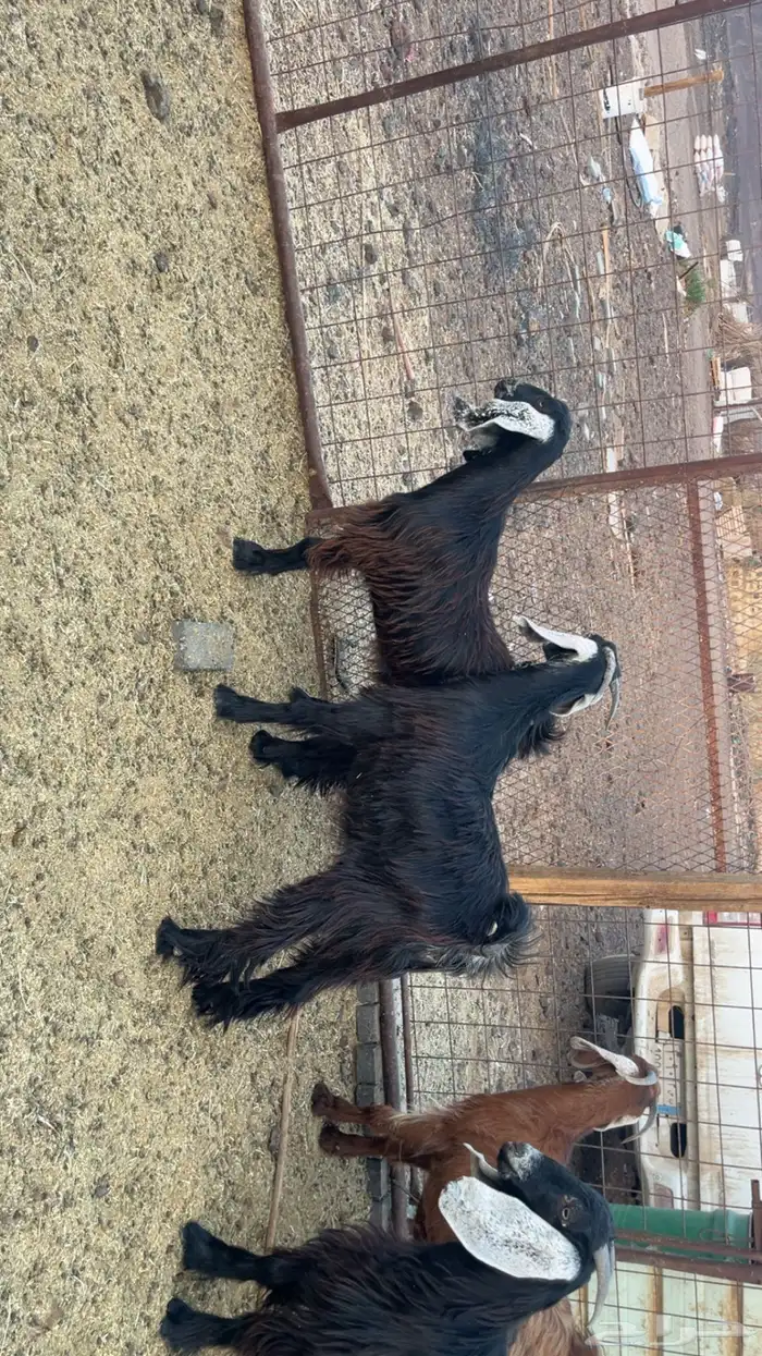 جفار طيبات وفل شحم مقفلات (تم البيع) 5