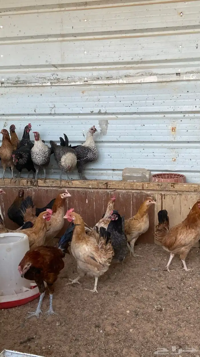 للبيع دجاج بياض 4