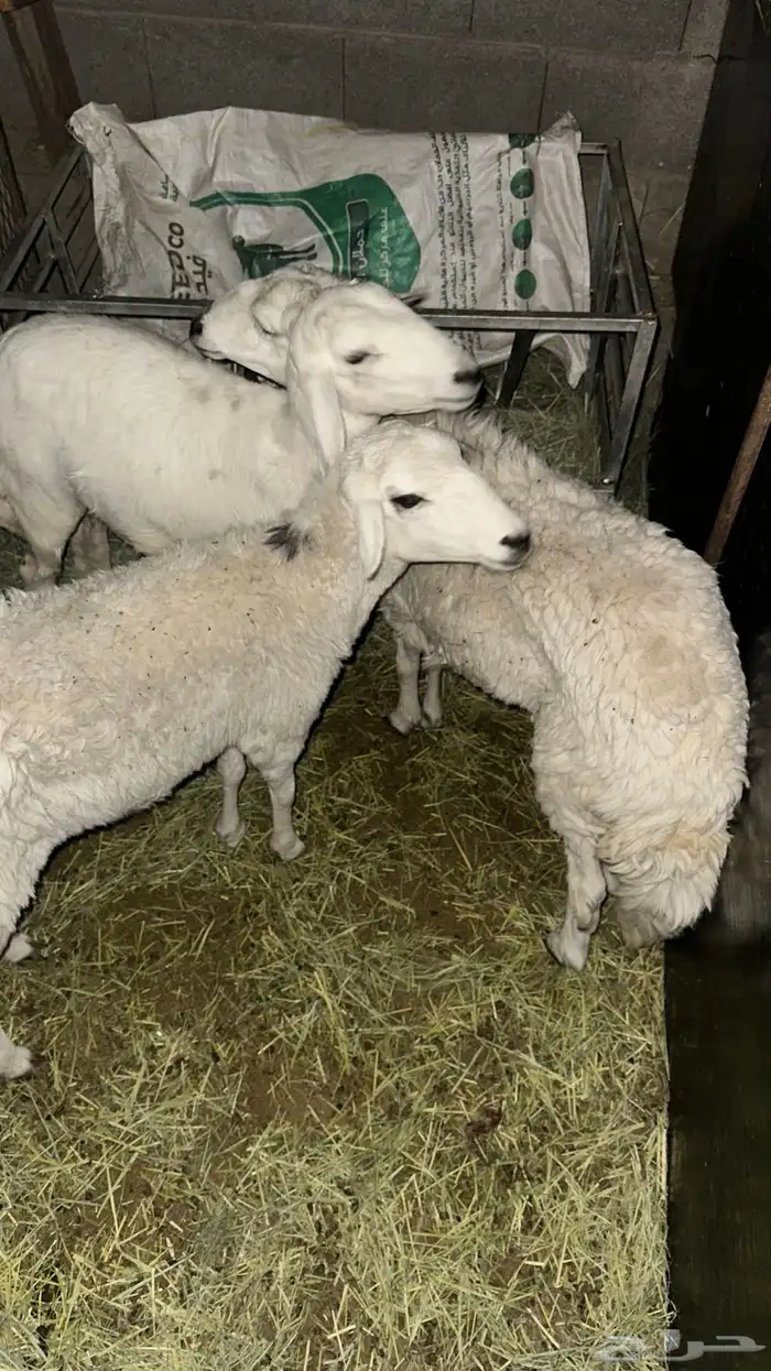 رخال للبيع 0