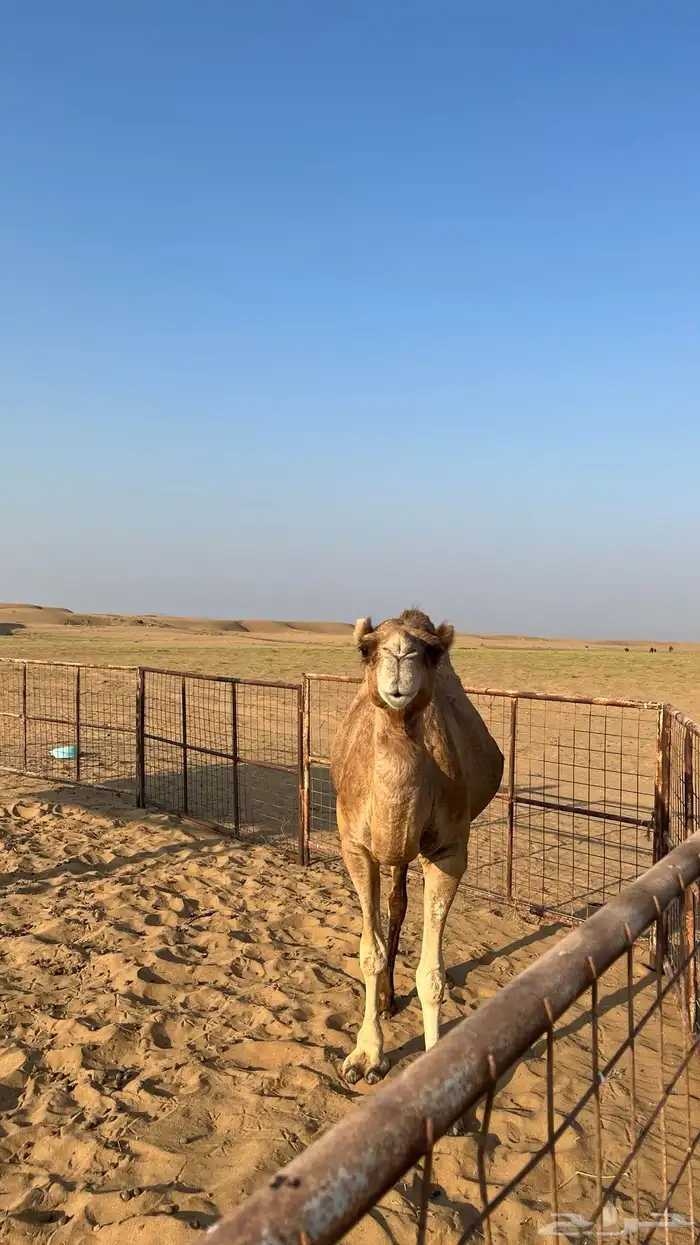 ناقة ساحليه كفو 1