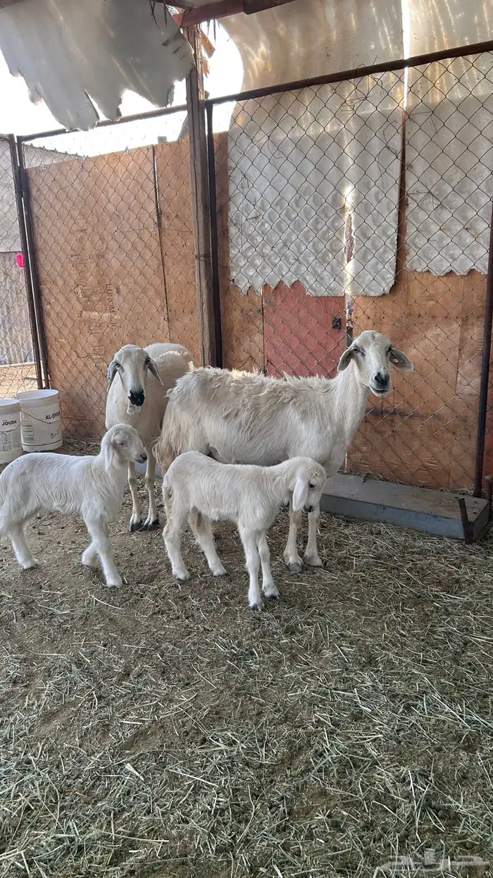 متابيع صفر صنف 4