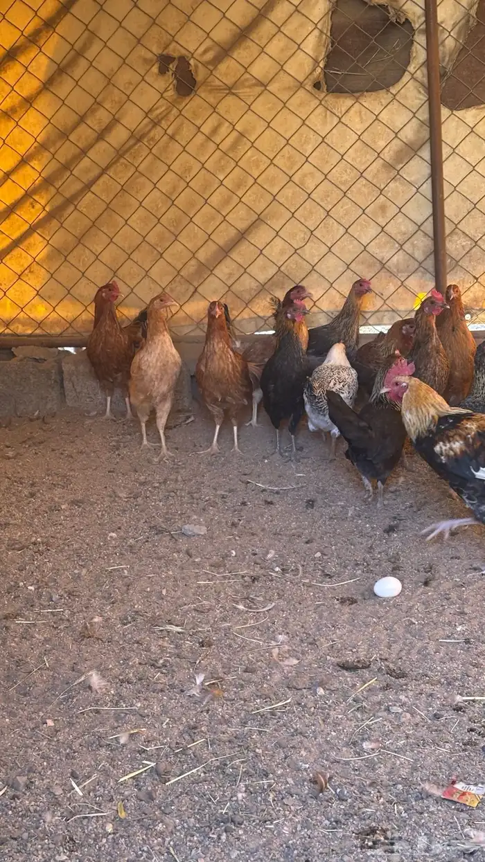 دجاج بلدي حضان بياض على الشرطط 1