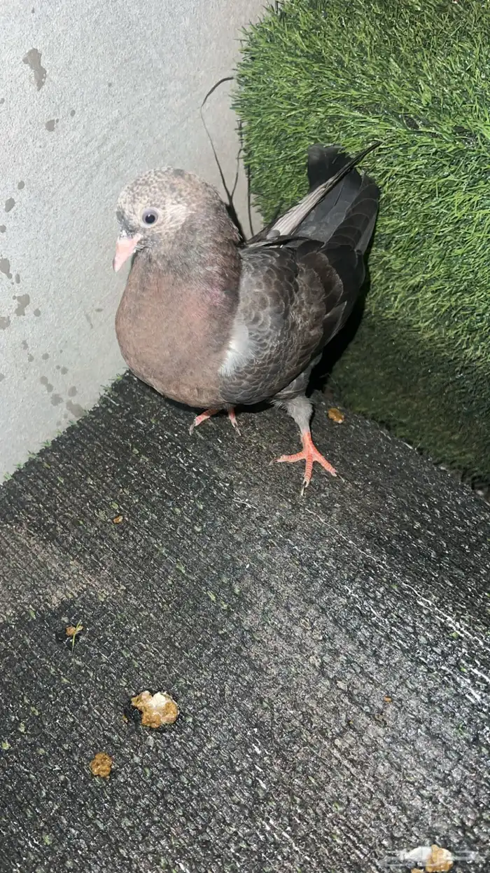 3 طبات قطايف 2